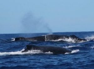 IMAGEM_NOTICIA_5 (2)