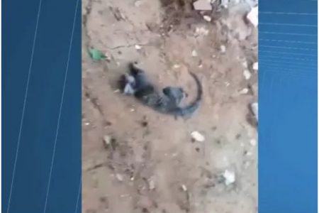 Alerta! Macaco A� encontrado morto em Lauro de Freitas