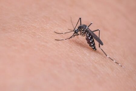 Mais duas Mortes por Dengue Registradas na Bahia, Elevando Total para Sete