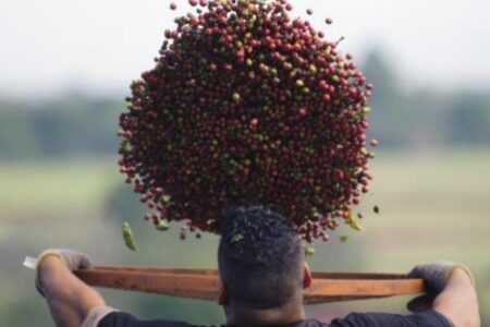 Acordo entre Brasil e China pode aumentar exportação de café em US$ 500 milhões