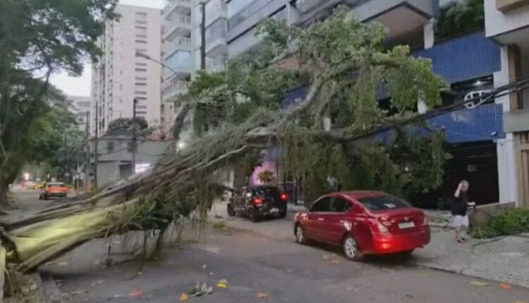 Árvore derrubada por vento forte em rua urbana