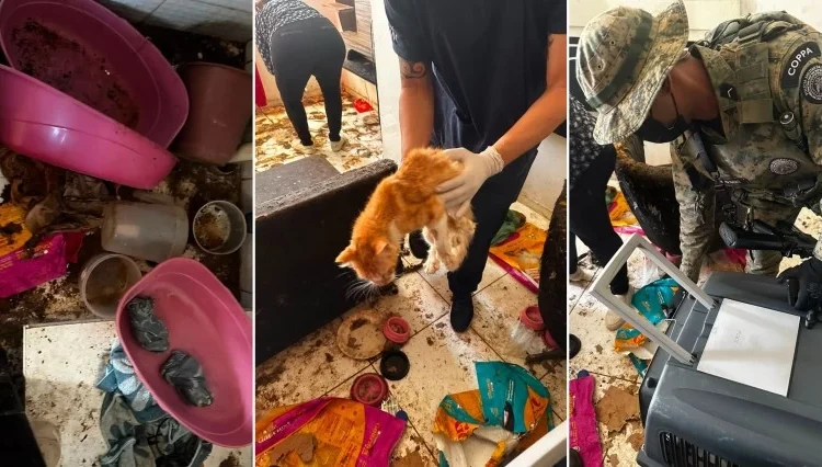 Gatos sÃ£o resgatados de apartamento apÃ³s denÃºncia de maus-tratos em PirajÃ¡