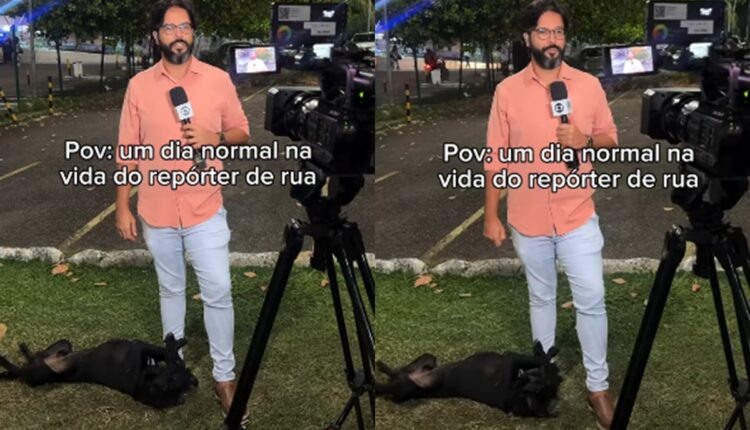 cachorro invade entrada ao vivo e reencontra a tutora apos um mes