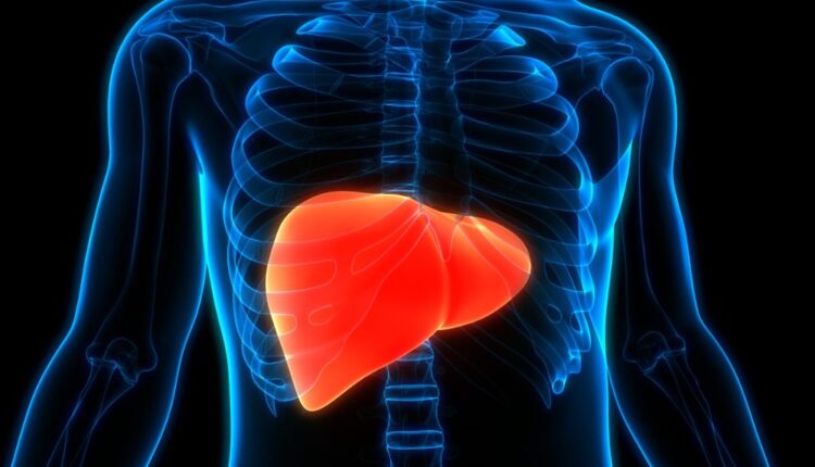 Estudo identifica proteína que trava a regeneração do fígado