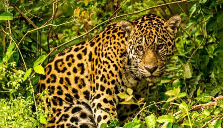Exposição em Salvador reúne fotos do Pantanal feitas por baianos