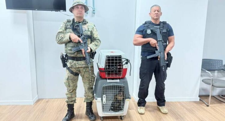 Agentes com os macacos-prego resgatados