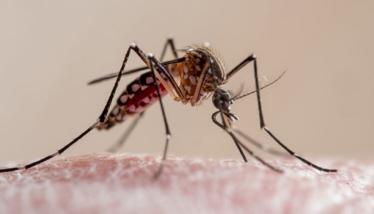 Parasita da malária mostra sinais genéticos de resistência na Etiópia