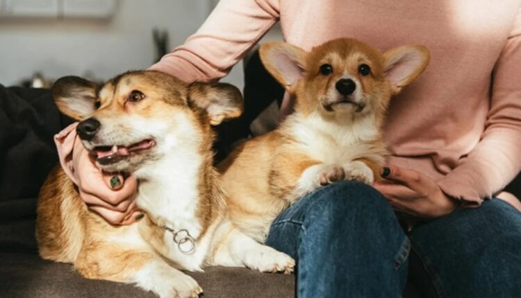Dois cães da raça corgi no colo da tutora