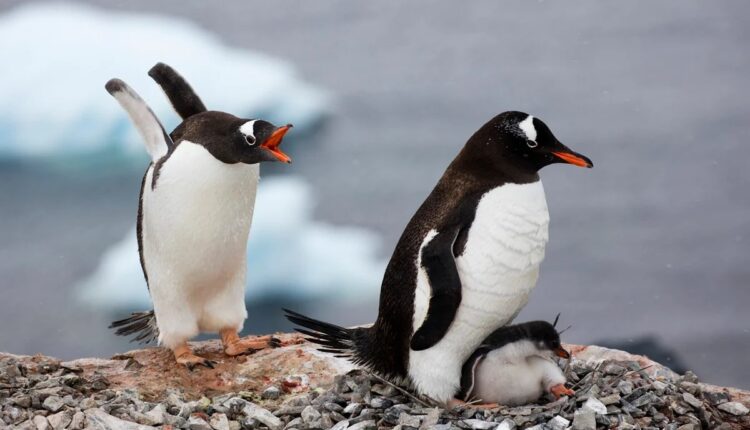 Casal de pinguins-gentoo com filhote no ninho