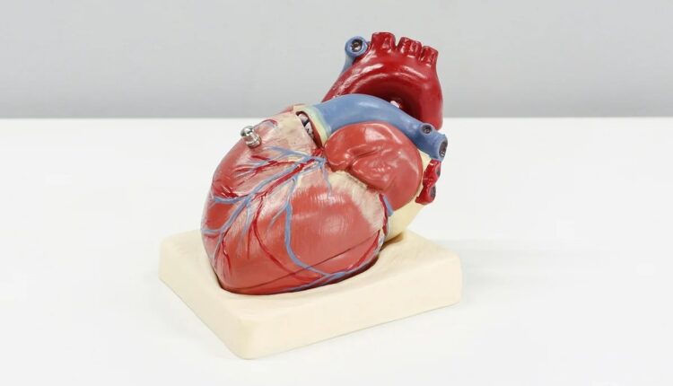 Modelo anatômico de coração humano sobre uma mesa