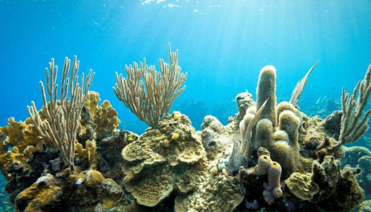Corais de Galápagos mostram El Niño mais forte em 40 anos
