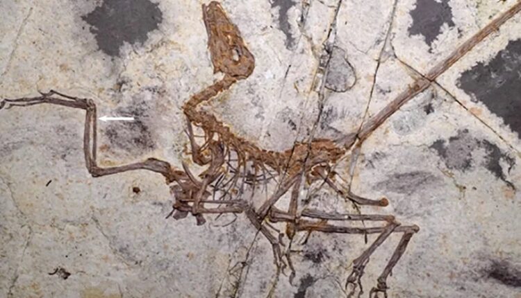 Fóssil de pequeno dinossauro com penas preservado em rocha