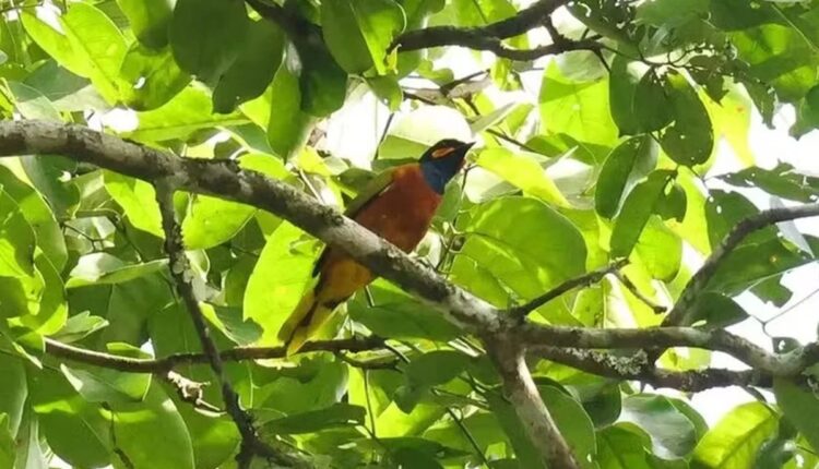 Pássaro colorido pousado em galho de árvore na floresta