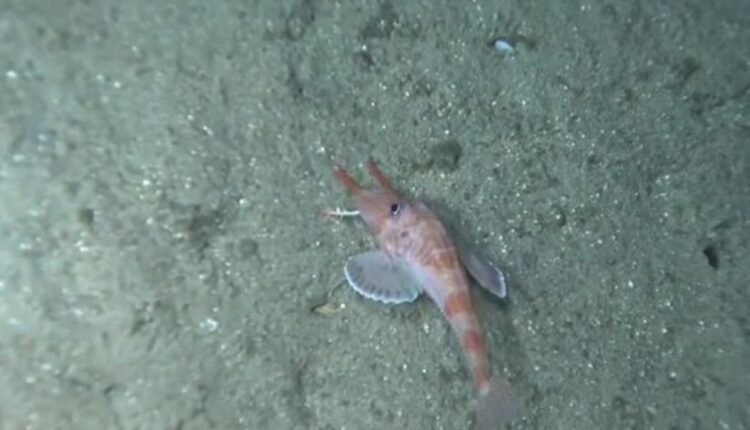 Peixe-galo blindado caminha no fundo do mar, confirmam cientistas