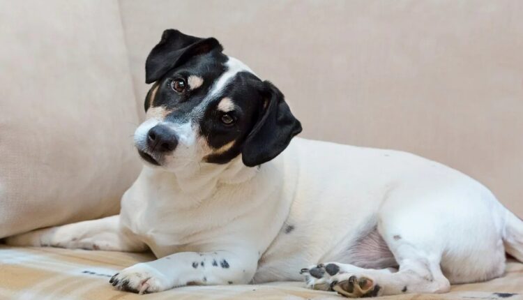 Cachorro deitado no sofá com a cabeça inclinada