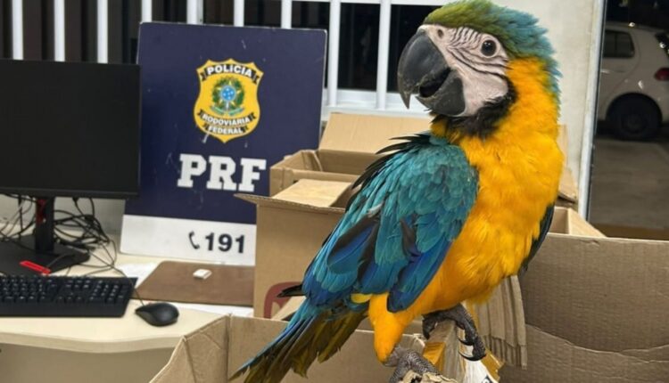 Aves silvestres apreendidas pela PRF