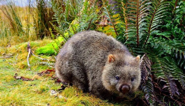 Wombat caminhando entre samambaias