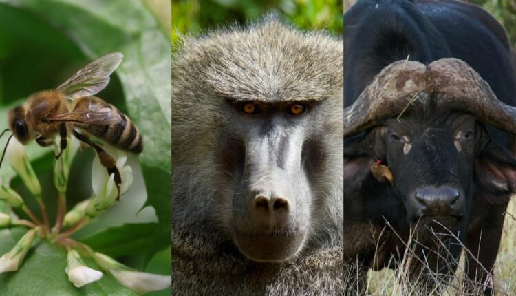 Abelha, babuíno e búfalo lado a lado