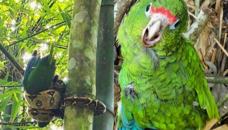Jiboia enrolada em bambu ao lado de papagaio-de-porto-rico