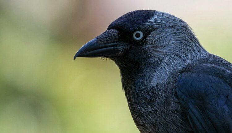 Corvo pousado em galho