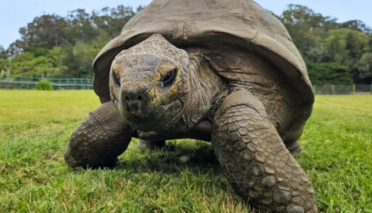 Tartaruga gigante caminha sobre a grama