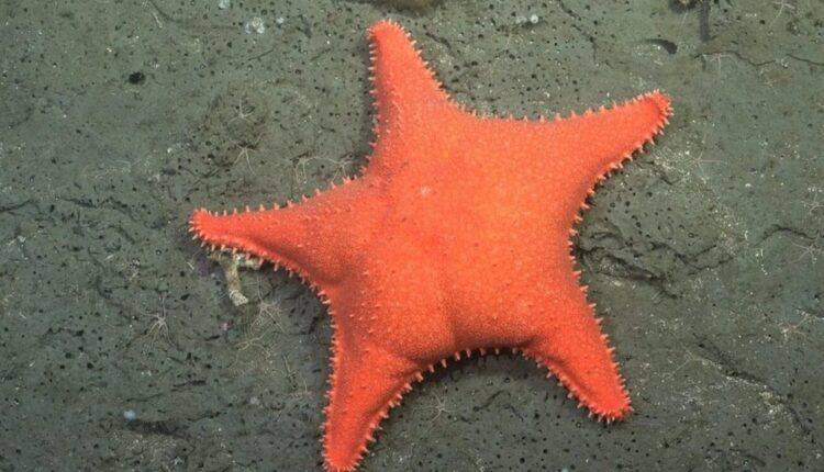 Estrela-do-mar laranja no fundo do oceano