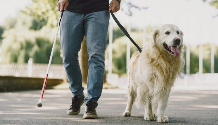 Golden retriever guia tutor com bengala