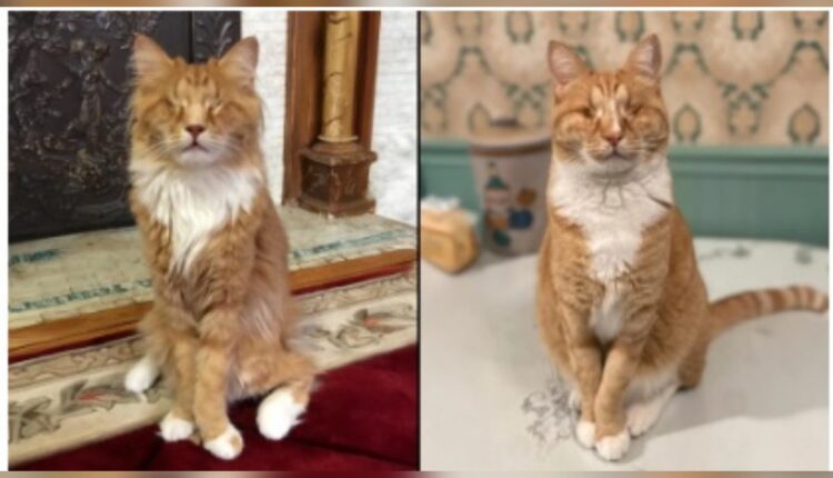 Dois gatos laranja de pernas longas sentados