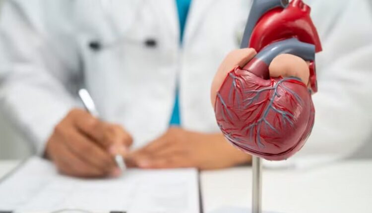 Médico com modelo de coração humano