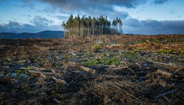 Área de floresta degradada após queimada