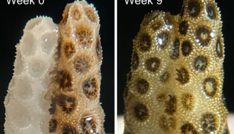 Coral branqueado antes e depois da recuperação