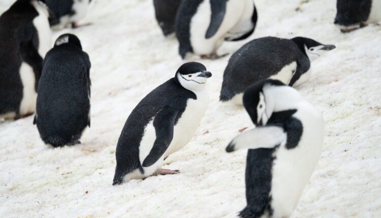 Pinguins-de-barbicha sobre a neve