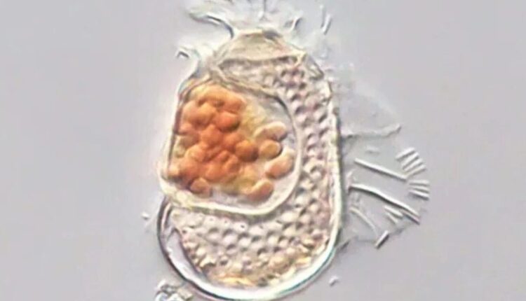 Plâncton marinho visto ao microscópio