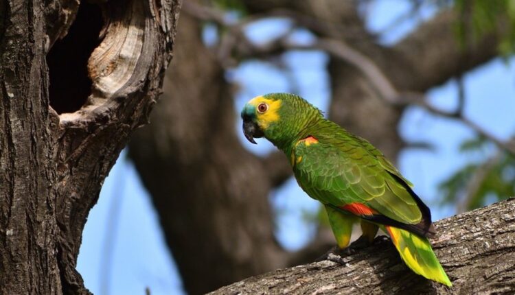 Papagaio verde pousado em galho