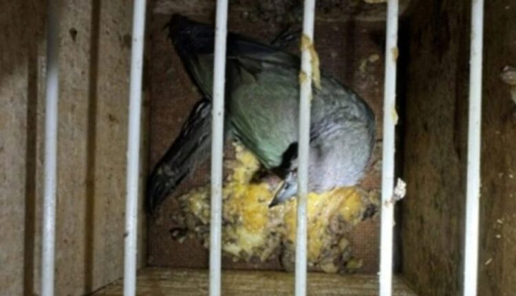 Aves silvestres presas em gaiola