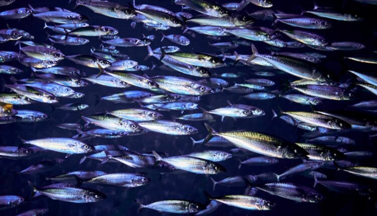 Cardume de peixes nada em mar aberto